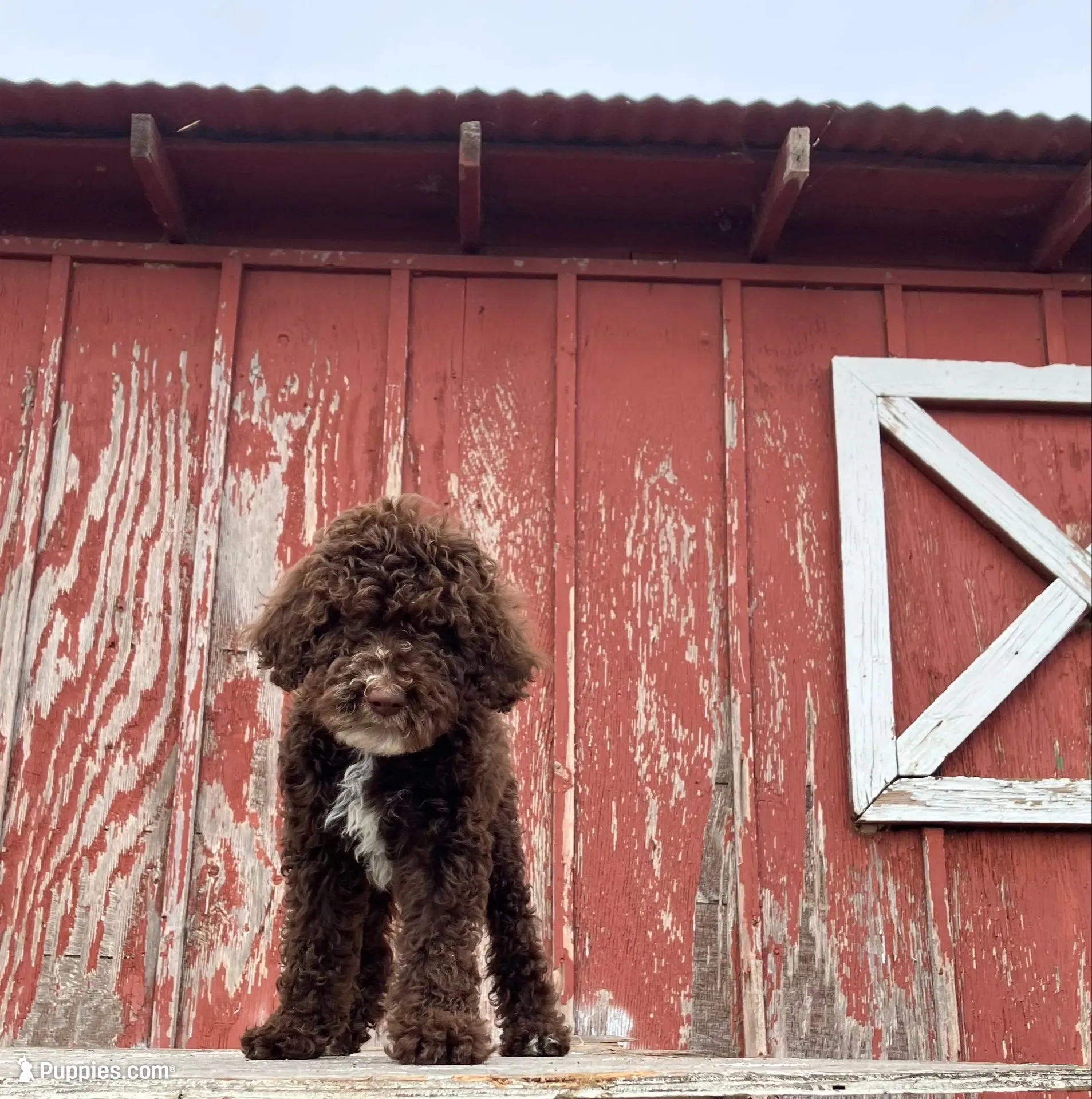 Jay Walker , a male Goldendoodle for sale in Oakdale, CA – 1 of 8