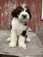 Mr. Frohicky , a male Goldendoodle for sale in Oakdale, CA – 2 of 9