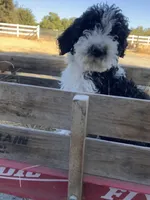 Zorro , a male Goldendoodle for sale in Oakdale, CA – 8 of 8