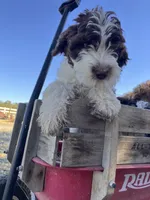Mr. Frohicky , a male Goldendoodle for sale in Oakdale, CA – 9 of 9