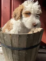 Sora , a female Goldendoodle for sale in Oakdale, CA – 4 of 9
