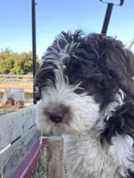 Mr. Frohicky , a male Goldendoodle for sale in Oakdale, CA – 8 of 9