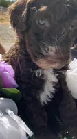 Jay Walker , a male Goldendoodle for sale in Oakdale, CA – 8 of 8