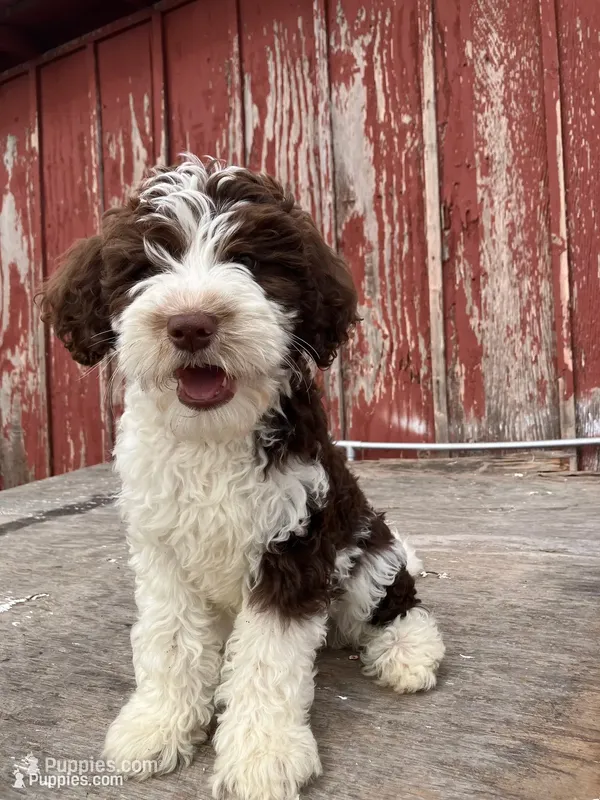 Mr. Frohicky  – Goldendoodle puppy for sale in Oakdale, CA