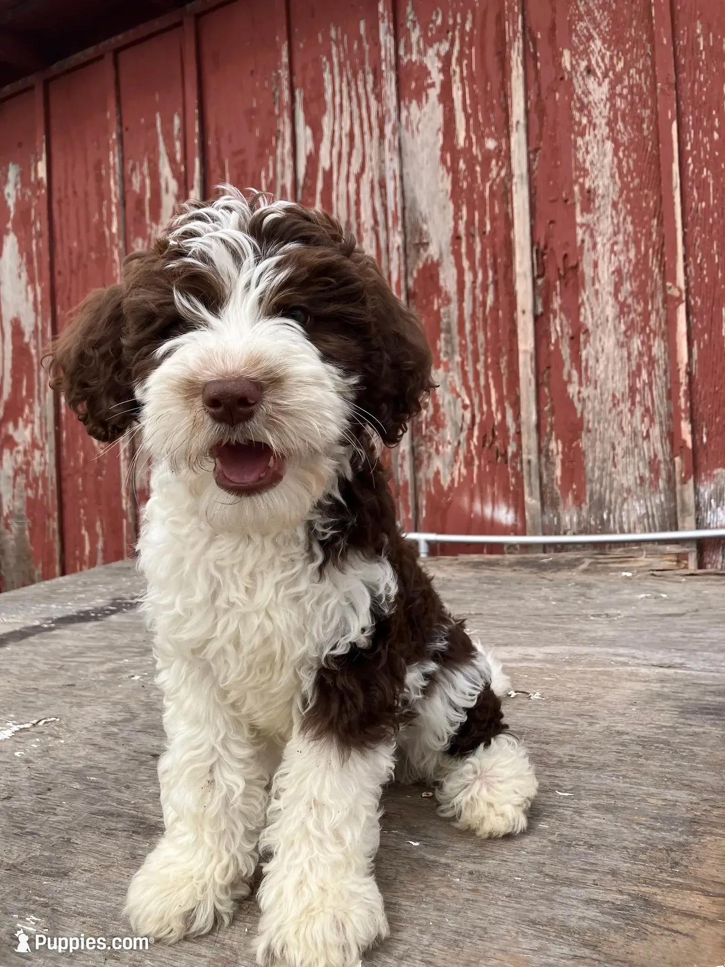 Mr. Frohicky , a male Goldendoodle for sale in Oakdale, CA – 1 of 9