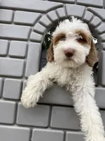 Sora , a female Goldendoodle for sale in Oakdale, CA – 8 of 9