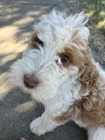 Sora , a female Goldendoodle for sale in Oakdale, CA – 6 of 9