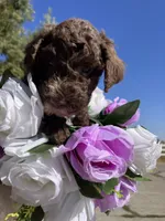 Jay Walker , a male Goldendoodle for sale in Oakdale, CA – 7 of 8