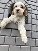 Sora , a female Goldendoodle for sale in Oakdale, CA – 9 of 9