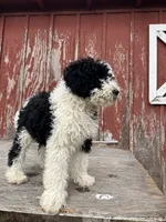 Zorro , a male Goldendoodle for sale in Oakdale, CA – 5 of 8