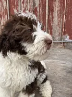 Mr. Frohicky , a male Goldendoodle for sale in Oakdale, CA – 7 of 9