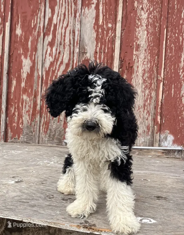 Zorro  – Goldendoodle puppy for sale in Oakdale, CA