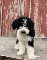 Zorro , a male Goldendoodle for sale in Oakdale, CA – 1 of 8