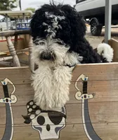 Zorro , a male Goldendoodle for sale in Oakdale, CA – 7 of 8