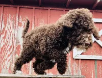 Jay Walker , a male Goldendoodle for sale in Oakdale, CA – 2 of 8