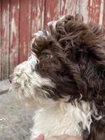 Mr. Frohicky , a male Goldendoodle for sale in Oakdale, CA – 5 of 9