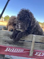 Jay Walker , a male Goldendoodle for sale in Oakdale, CA – 4 of 8