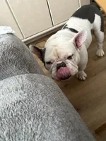 Meatball, a male English Bulldog and French Bulldog for sale in Laurel, DE – 2 of 3