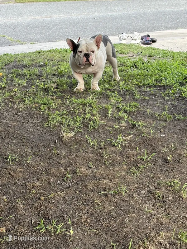 Meatball – English Bulldog, French Bulldog puppy for sale in Laurel, DE