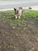 Meatball, a male English Bulldog and French Bulldog for sale in Laurel, DE – 1 of 3