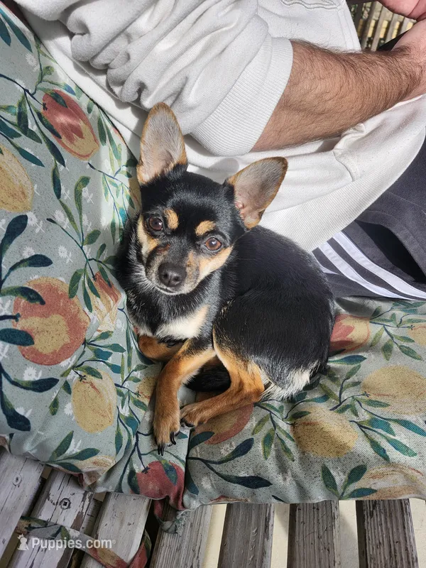 Mini Molly, a female Chihuahua for sale in Marion, IL – Photo 1 of 2