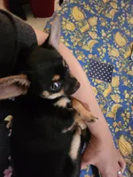 Mini Molly, a female Chihuahua for sale in Marion, IL – Photo 2 of 2