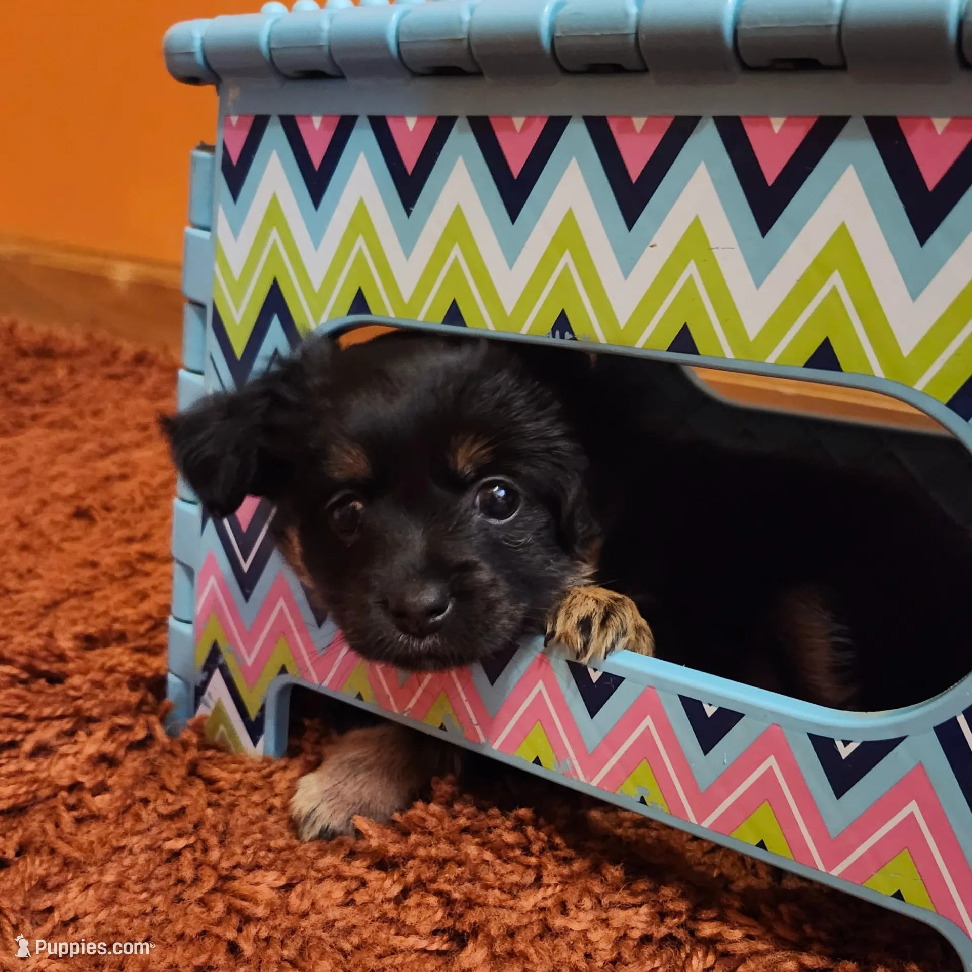 Serena , a female Chihuahua for sale in Marion, IL – Photo 2 of 3
