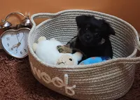 Serena , a female Chihuahua for sale in Marion, IL – Photo 1 of 3