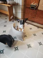 Zygarde , a male Chihuahua for sale in Marion, IL – Photo 4 of 4