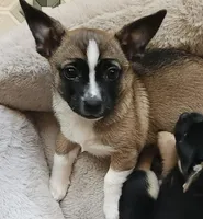 Zygarde , a male Chihuahua for sale in Marion, IL – Photo 3 of 4