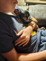 Doby, a male Chihuahua for sale in Marion, IL – Photo 3 of 3