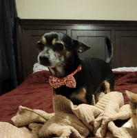 Doby, a male Chihuahua for sale in Marion, IL – Photo 1 of 3