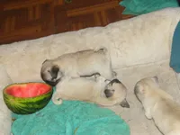 pug pups 1, a female Pug for sale in Lafayette, LA – 2 of 2