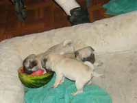 pug pups 1, a female Pug for sale in Lafayette, LA – 1 of 2