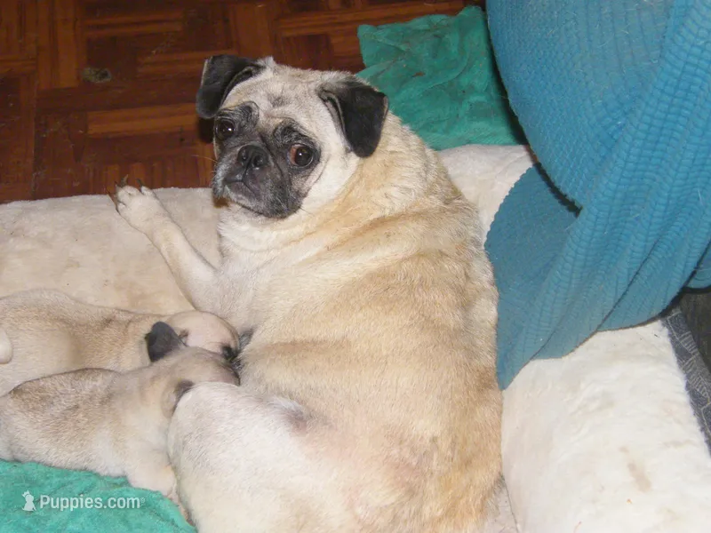 pug pups 1, a female Pug for sale in Lafayette, LA – Photo 1 of 1
