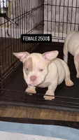 Rico x coco chanel puppy, a female American Bully for sale in Brockton, MA – Photo 1 of 3