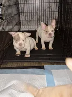 Rico x coco chanel puppy, a female American Bully for sale in Brockton, MA – Photo 3 of 3