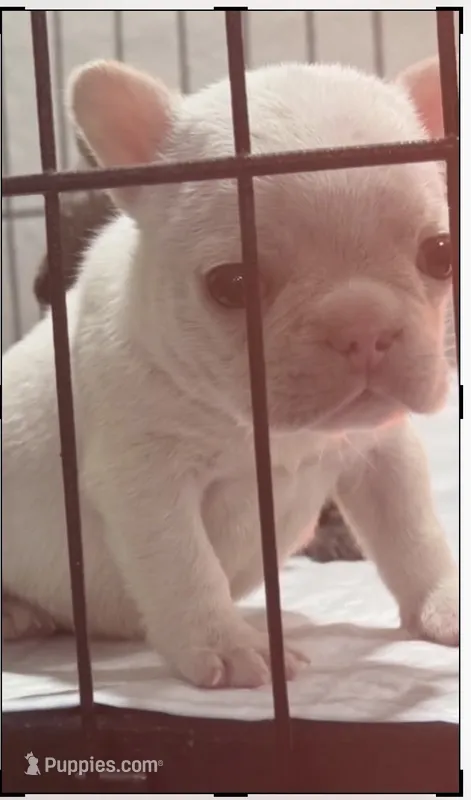 Cream Puff – French Bulldog puppy for sale in San Jose, CA