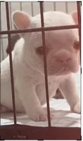 Cream Puff, a male French Bulldog for sale in San Jose, CA – 1 of 1