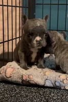 Blue Dream, a female French Bulldog for sale in San Jose, CA – 2 of 2
