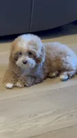 Chanel, a female Maltipoo for sale in San Jose, CA – 2 of 2