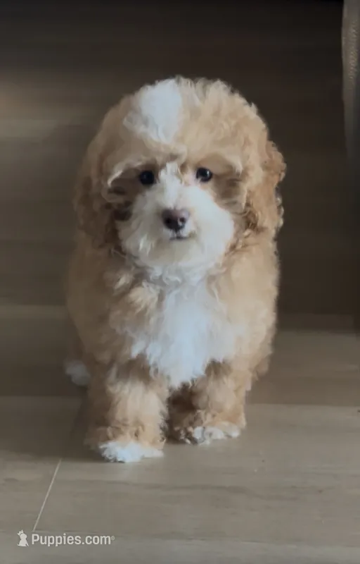 Chanel – Maltipoo puppy for sale in San Jose, CA