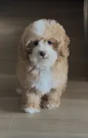 Chanel, a female Maltipoo for sale in San Jose, CA – 1 of 2