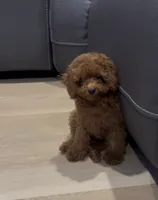 Bentley, a male Poodle - Toy  for sale in San Jose, CA – 3 of 3