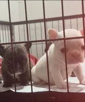 Beauty, a female French Bulldog for sale in San Jose, CA – 2 of 3