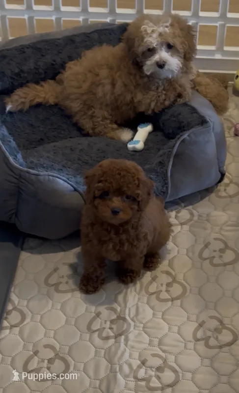 Bentley – Poodle - Toy  puppy for sale in San Jose, CA