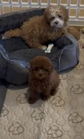 Bentley, a male Poodle - Toy  for sale in San Jose, CA – 1 of 3