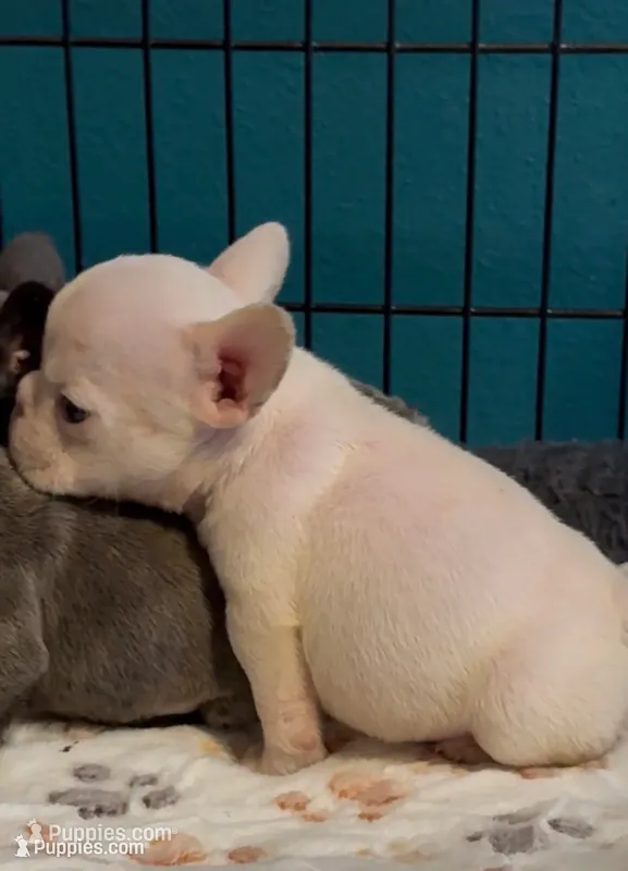 Cream Puff – French Bulldog puppy for sale in San Jose, CA