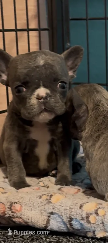 Blue Dream – French Bulldog puppy for sale in San Jose, CA