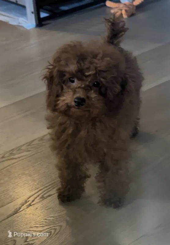Bentley – Poodle - Toy  puppy for sale in San Jose, CA